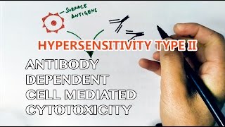 Antibody Dependent Cell Mediated Cytotoxicity or Hypersensitivity Type II [upl. by Rammus]