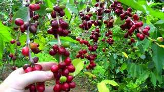 Coffee Plantation in Coorg  Coorg Resorts  Coorg Home Stays [upl. by Sekyere]