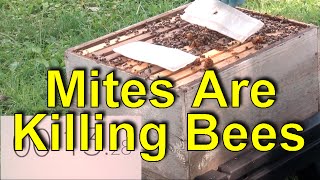 Formic Acid Mite Control For Beekeeping  60 Sec Beekeeper Episode 11 [upl. by Narut998]