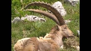 clip bouquetins au col de la colombière [upl. by Berard]