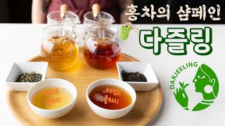 T4U홍차의 삼페인 다즐링에 관한 모든 것 [upl. by Massimo]