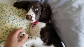 English Springer Spaniel Puppy 1 [upl. by Ruenhs]