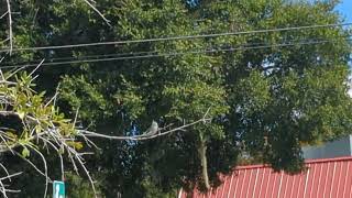 Tiny Blue Gray Bird with White Belly Darts from Tree at Solary Park Oviedo Florida [upl. by Milburt554]