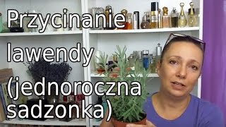 Przycinanie skracanie lawendy sadzonki jednoroczne [upl. by Welford43]