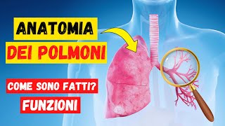 Anatomia e fisiologia dei polmoni come sono fatti e funzioni dei polmoni  Apparato Respiratorio [upl. by Eciram]