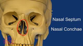 Bone  Skull  Bones of the Nasal Cavity [upl. by Elleinahc]