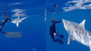 Incredible moment marine biologist reveals exactly how to fend off a shark [upl. by Manno311]