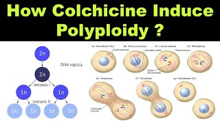 How Colchicine Induce Polyploidy during Cytokinesis   Mutations  Dr Ghanshyam Jangid [upl. by Worrell32]