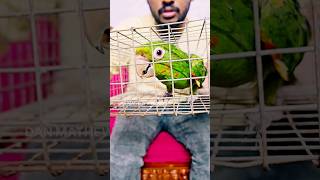 White EYED CONURE for a subscriber danmathewsvlogs danmathewsexoticbirds exoticbirdsshop [upl. by Akinnor]