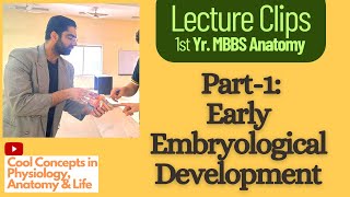 Embryology Anatomy Early Embryological Development Part1  1st Year MBBS [upl. by Bucky]