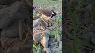 red wattled lapwing eggs [upl. by Cindie]