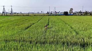 Rice Fields Landscape in 4K  Drone Aerial Footage [upl. by Emor]