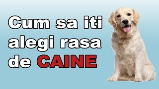 Cum sa iti alegi rasa de caine [upl. by Biddie21]