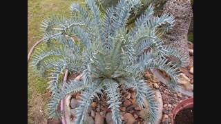 Cycads  Encephalartos in South Africa [upl. by Shayne]