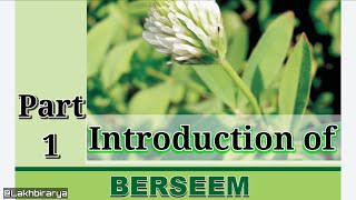 Introduction of berseem Part 1 in Hindi  Basics of Berseem forage crop  Lakhbir arya [upl. by Ynamreg330]