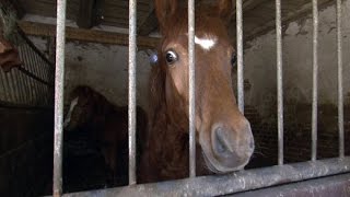 Missstände auf einem Pferdehof Einsatz für die Tierschützer  SPIEGEL TV [upl. by Aicertap]