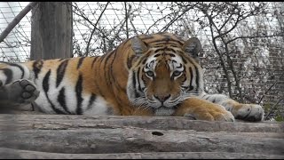 Sibirischer Tiger Panthera tigris altaica  Siberian tiger  Zoo Vienna [upl. by Ayikaz769]