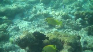 Vilamendhoo 2011 snorkeling around the reef [upl. by Selegna31]