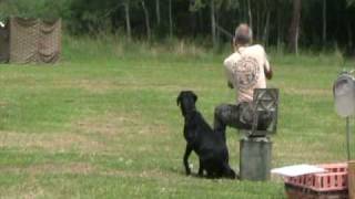 Jack Gueydan Duck Festival Field Trial [upl. by Ameehsat]