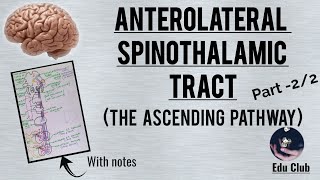 Anterolateral spinothalamic pathway The ascending pathway  Part  22 [upl. by Afas]