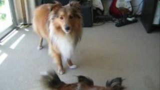 Sheltie Talk  Hear Our Shetland Sheepdogs Sing [upl. by Yrreg]