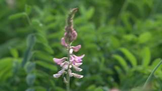 Cotswold Seeds First Hand Sainfoin with Dr Lydia Smith at NIAB [upl. by Hi]