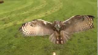 Eagle Owl landing in slow motion closeup  Awesome [upl. by Innus788]