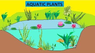 CBSE Class 4 Science Aquatic Plants [upl. by Willet]