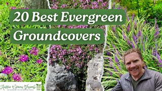 20 Evergreen Groundcovers to Keep Your Garden Looking Great All Year [upl. by Macegan913]