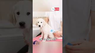 how to clean pet bursh clean dog clean dog hair clean cat hair [upl. by Bixby226]