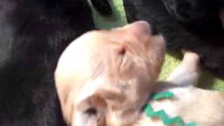 Cute Labrador Puppies 13 Days Old [upl. by Fitzgerald]