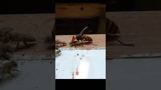 Giant Hornet vs Japanese Honeybee Both Fall Onto Camera [upl. by Alliuqahs]