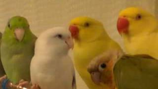 2 Parrotlets a Conure and a Ringneck [upl. by Aihsel]