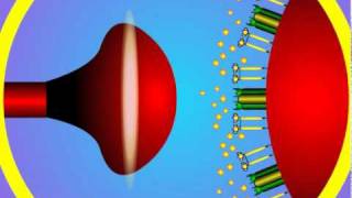 5 Synapse Structure and Function [upl. by Brasca]