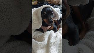 Miniature pinscher😍 pinscher dog cute animals pets cutedog dogs miniaturepinscher [upl. by Notnarb249]