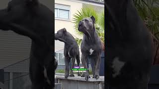 Cane Corso Secrets Unleashed MustKnow Facts [upl. by Merchant]