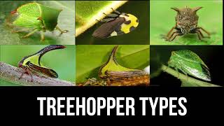 Treehoppers types  treehopper [upl. by Yacano]