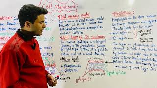 Cell Membrane  Composition  Structure  Function [upl. by Aseeram]