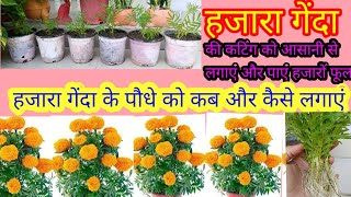 हजारा गेंदा की कटिंग को आसानी से लगाएंऔरपाएं हजारोंफूलHow to grow hajara marigold from seedsampCutting [upl. by Airtemad]