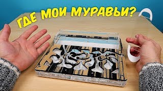 Что с моими Муравьями Почему я их долго не снимал alex boyko [upl. by Ayila]