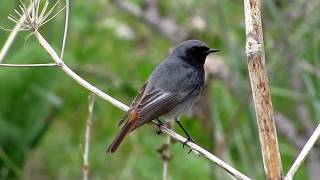 Black Redstart Phoenicurus ochruros Καρβουνιάρης  Cyprus [upl. by Fenella428]