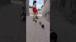 The cute guinea pigs line up to follow their little masters home shorts viralvideo viralshorts [upl. by Hedvige]