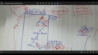 peptic ulcer drugs  pharmacology  block GIT [upl. by Rajewski]