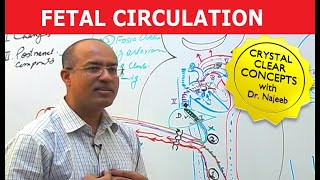 Fetal Circulation  Embryology  Dr Najeeb [upl. by Einuj]