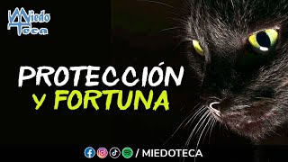 Viaje a Través de la Historia y las Creencias  Gatos negros ✅ miedoteca  2495 [upl. by Azilanna]