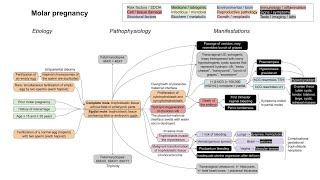 Molar pregnancy mechanism of disease [upl. by Aber]