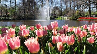 Keukenhof 2022  A Nice Sunny Sunday in Keukenhof Garden  4K [upl. by Hedva]