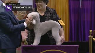 Bedlington Terriers  Breed Judging 2019 [upl. by Lavona]