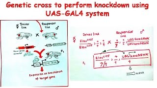 Genetic cross to perform knockdown using UASGAL4 system [upl. by Yboc]