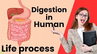 Digestion in human class 10  Nutrition Life processes  Human Digestive system [upl. by Catlin]